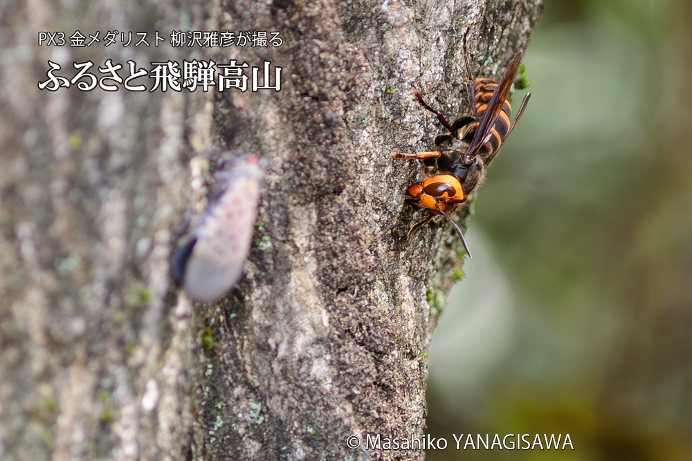 飛騨高山に棲むスズメバチとシタベニハゴロモの成虫の写真です。