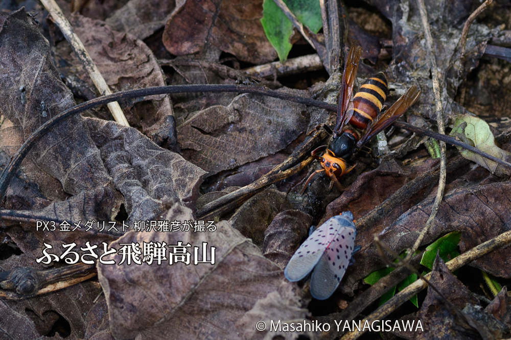 飛騨高山に棲むスズメバチとシタベニハゴロモの成虫の写真です。