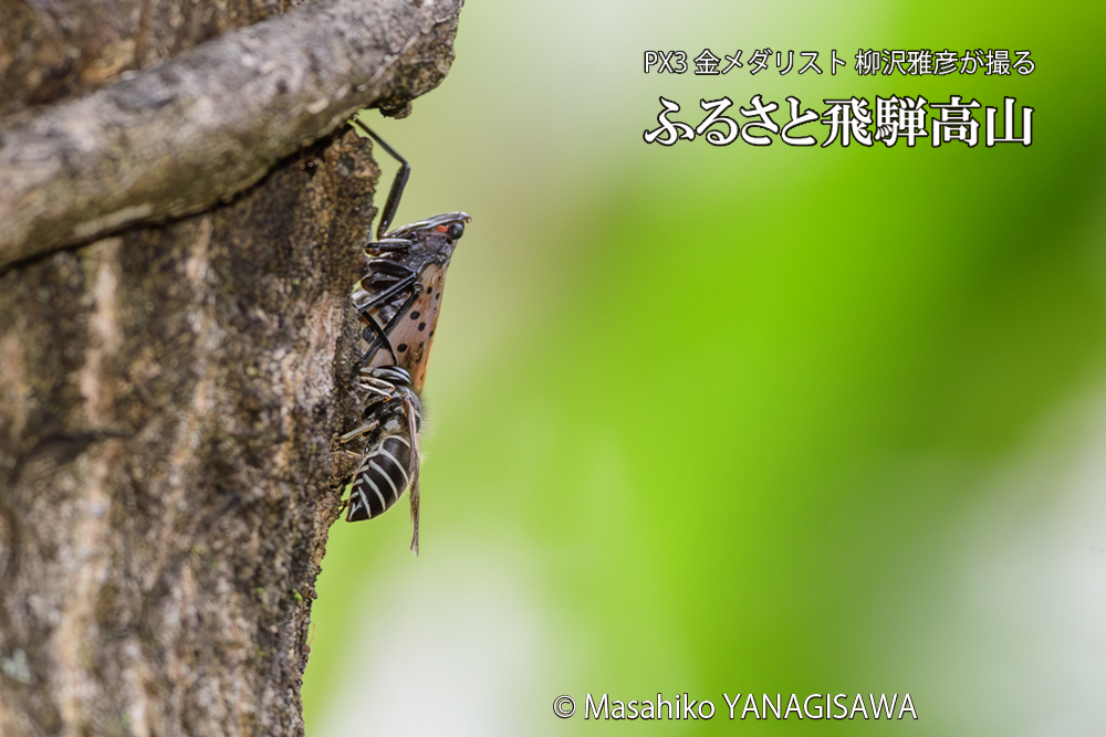 飛騨高山に棲むクロスズメバチとシタベニハゴロモの成虫の写真です。