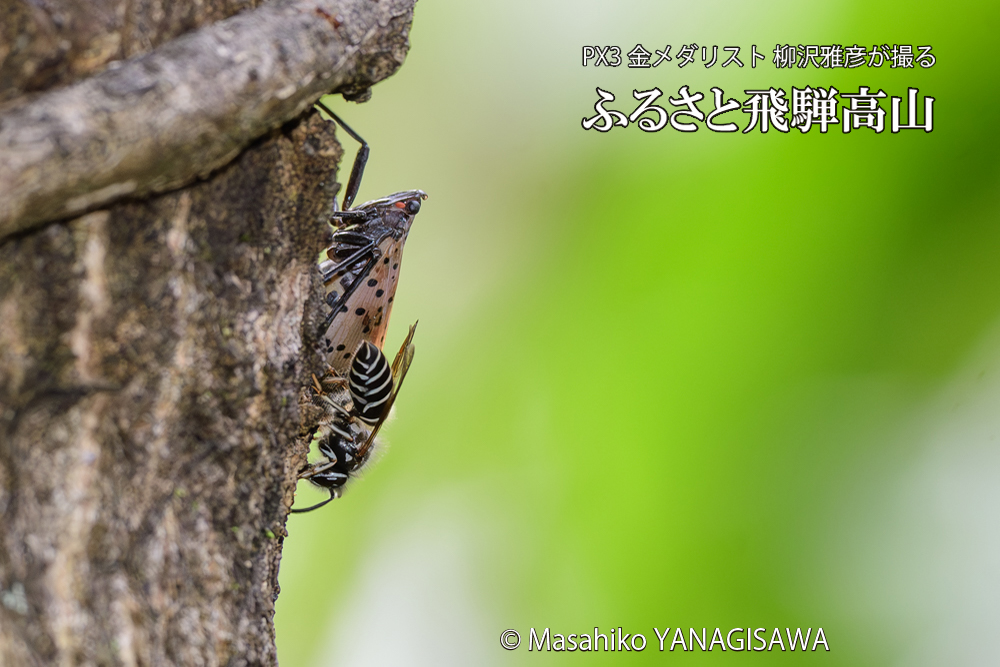 飛騨高山に棲むクロスズメバチとシタベニハゴロモの成虫の写真です。