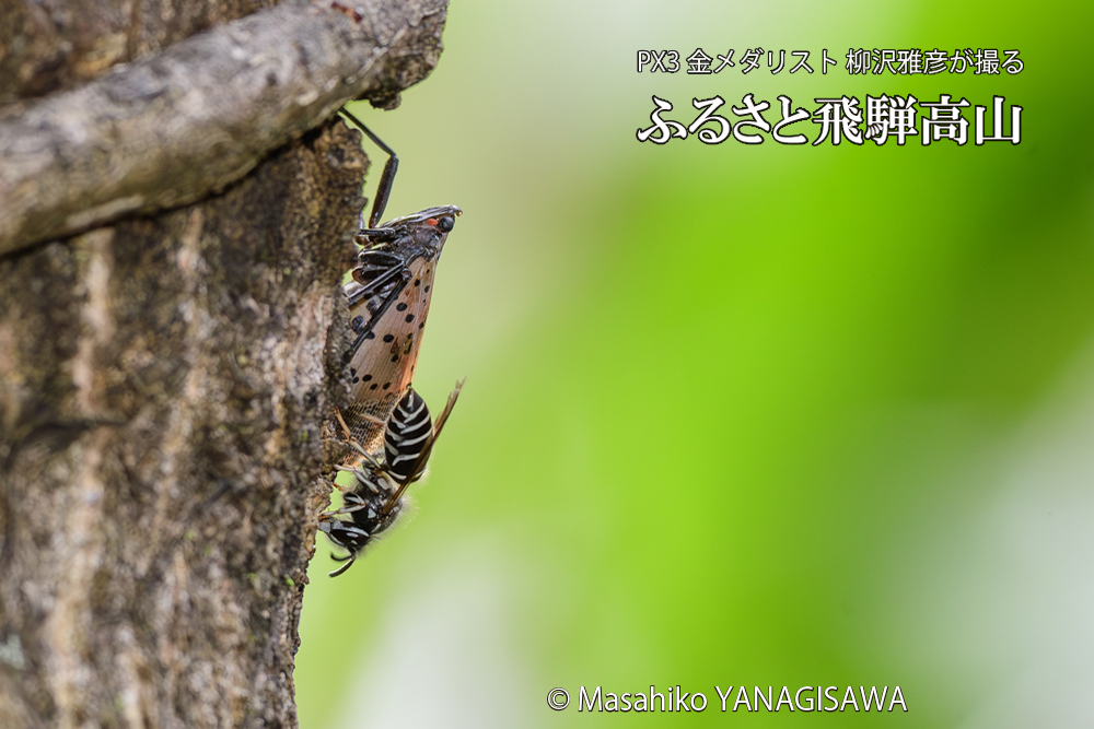 飛騨高山に棲むクロスズメバチとシタベニハゴロモの成虫の写真です。