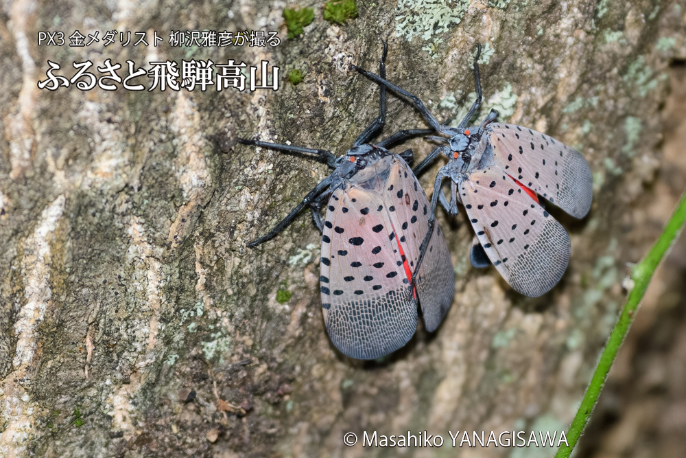飛騨高山に棲むシタベニハゴロモの写真です。