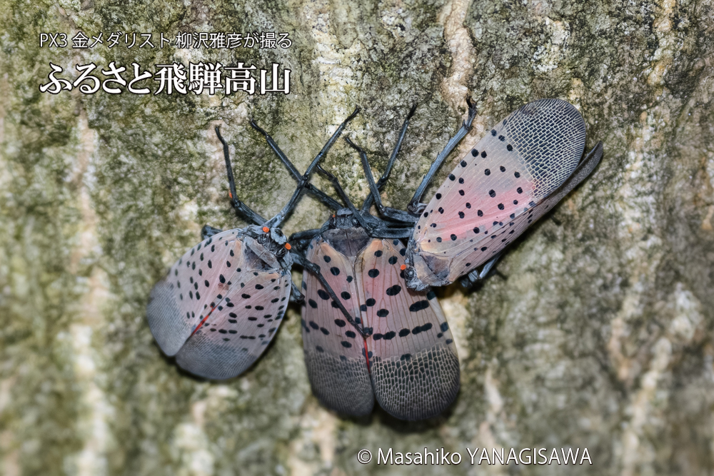 飛騨高山に棲むシタベニハゴロモの写真です。