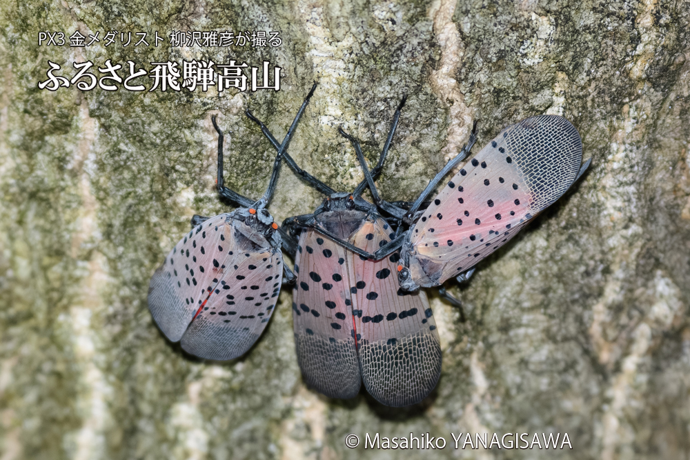 飛騨高山に棲むシタベニハゴロモの写真です。