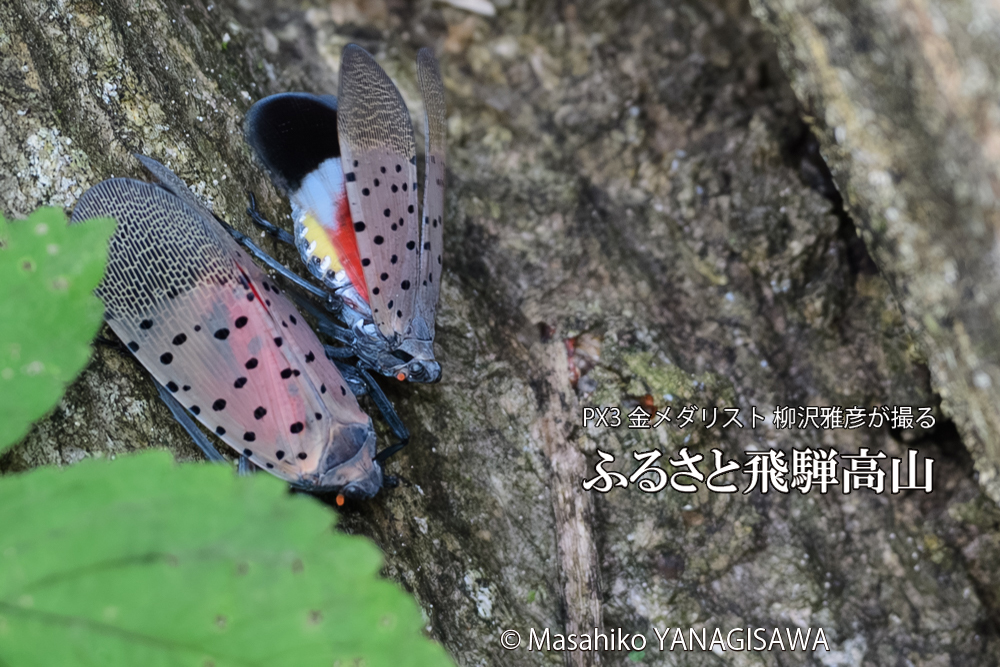 飛騨高山に棲むシタベニハゴロモの写真です。