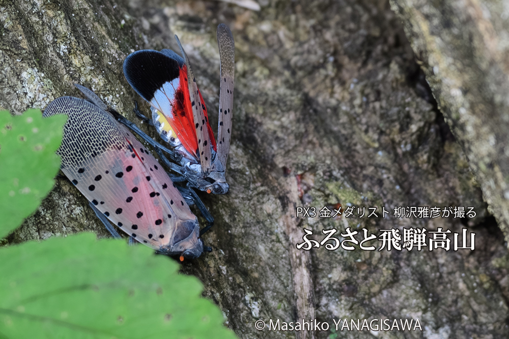 飛騨高山に棲むシタベニハゴロモの写真です。