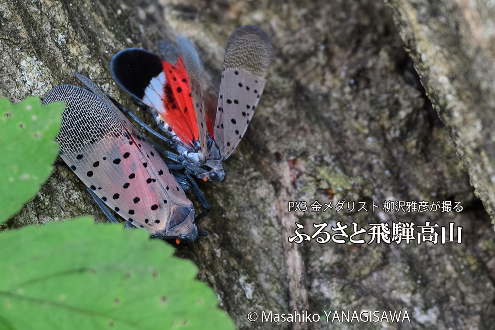 飛騨高山に棲むシタベニハゴロモの写真です。