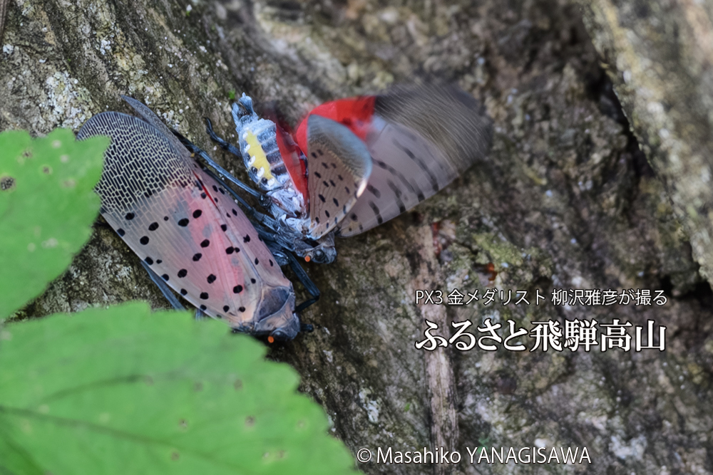 飛騨高山に棲むシタベニハゴロモの写真です。