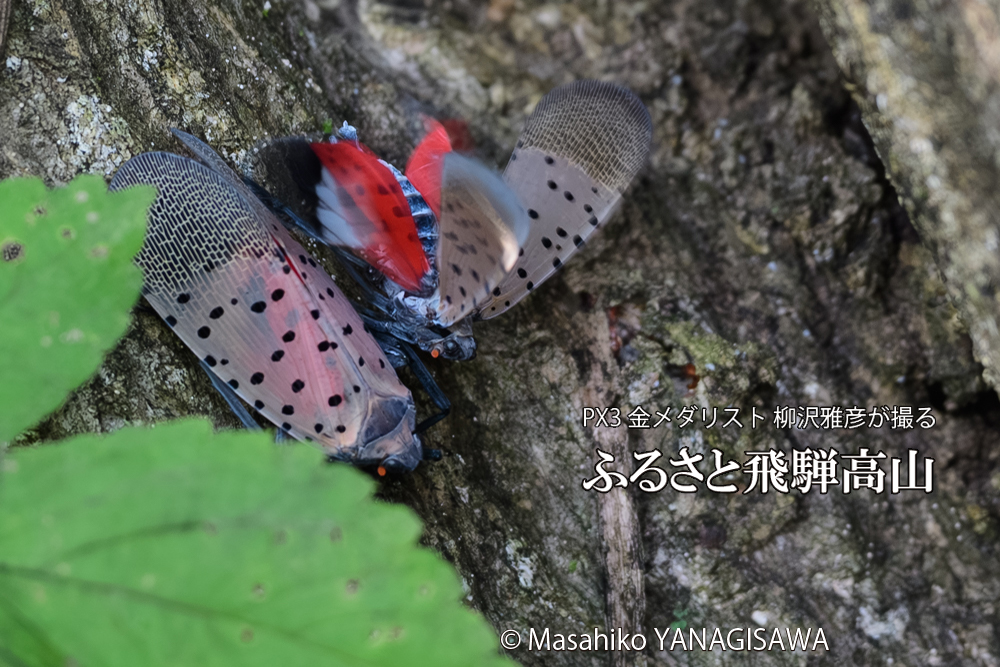 飛騨高山に棲むシタベニハゴロモの写真です。