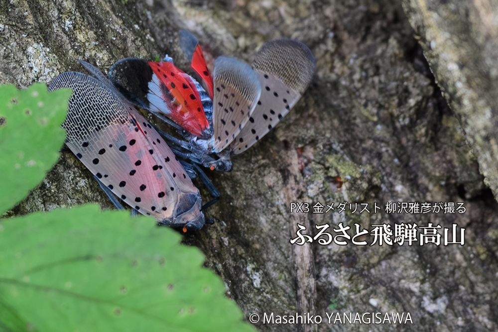 飛騨高山に棲むシタベニハゴロモの写真です。