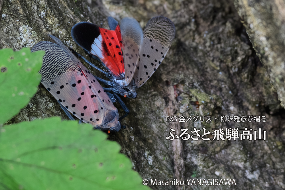 飛騨高山に棲むシタベニハゴロモの写真です。