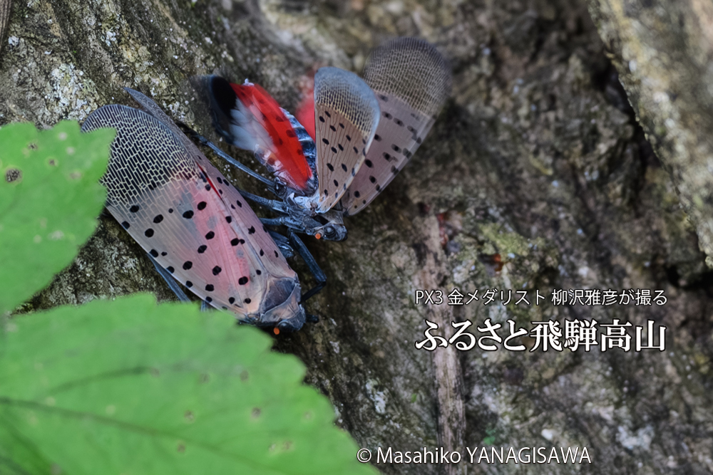 飛騨高山に棲むシタベニハゴロモの写真です。