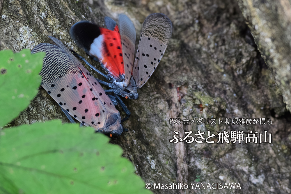飛騨高山に棲むシタベニハゴロモの写真です。