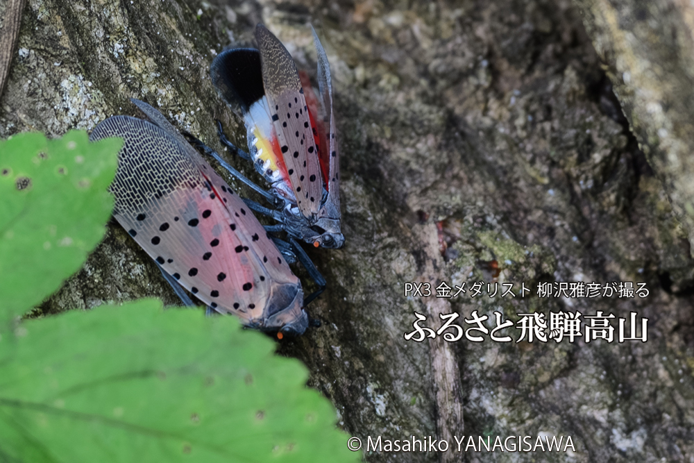 飛騨高山に棲むシタベニハゴロモの写真です。