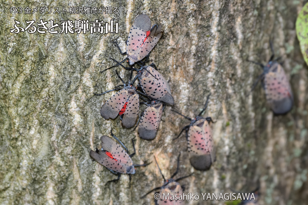 飛騨高山に棲むシタベニハゴロモの写真です。