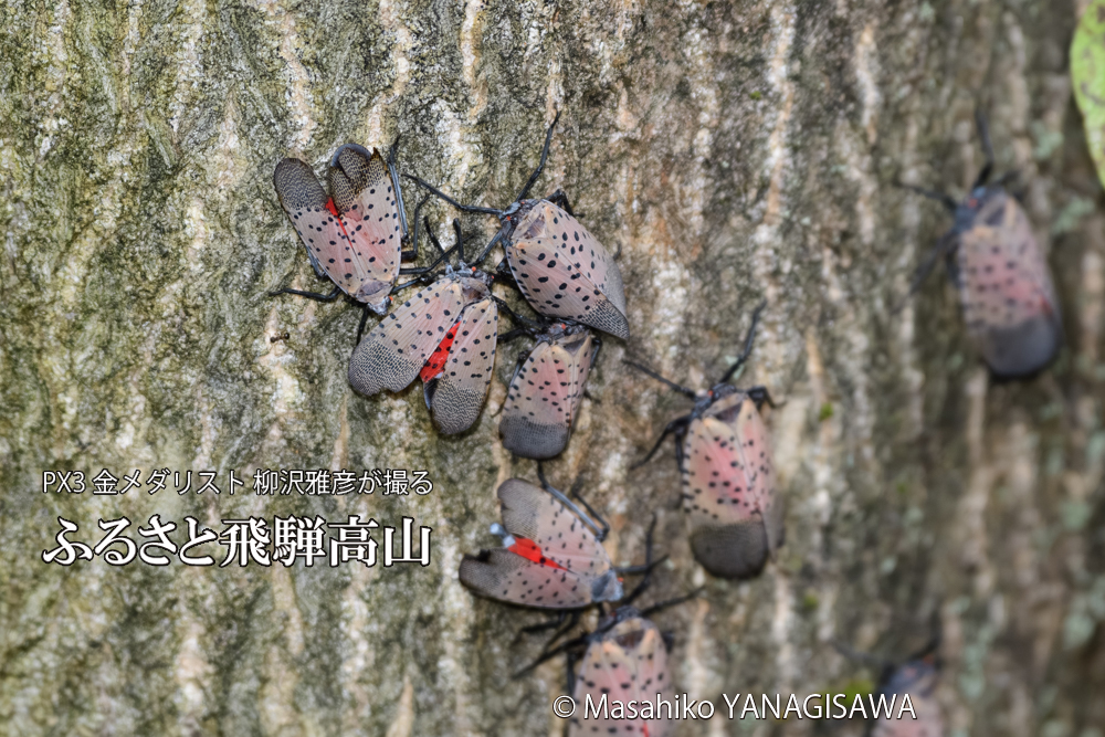 飛騨高山に棲むシタベニハゴロモの写真です。
