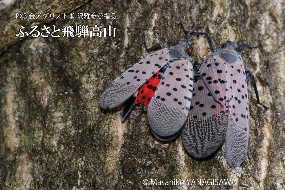 飛騨高山に棲むシタベニハゴロモの写真です。