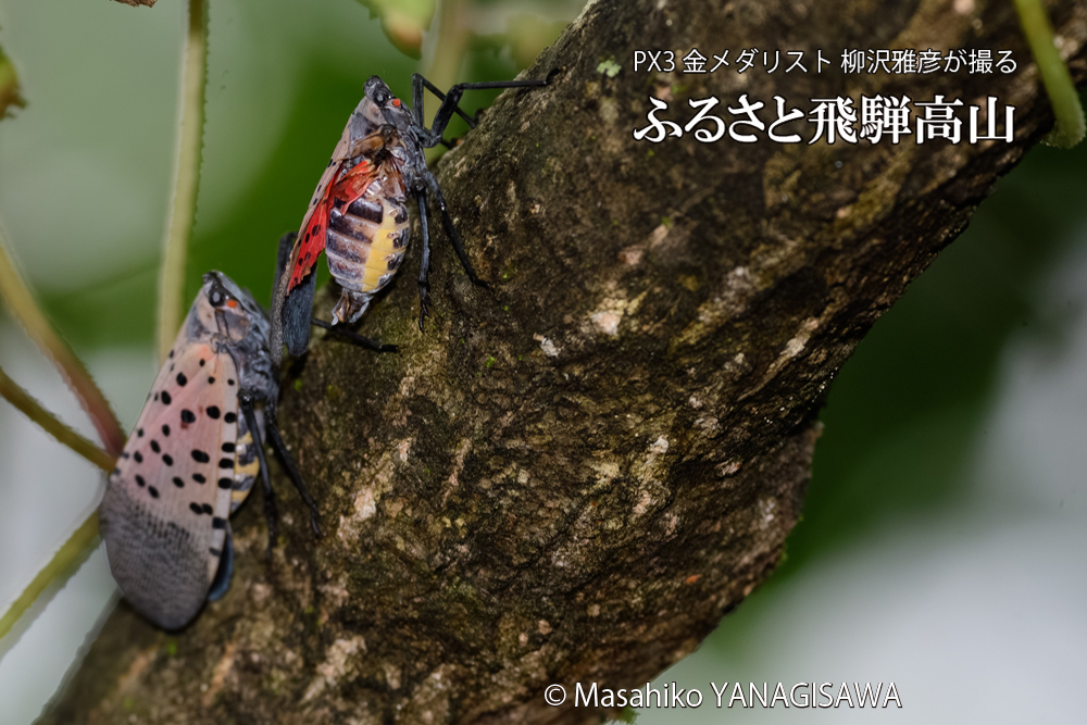 飛騨高山に棲む片翼のシタベニハゴロモの写真です。