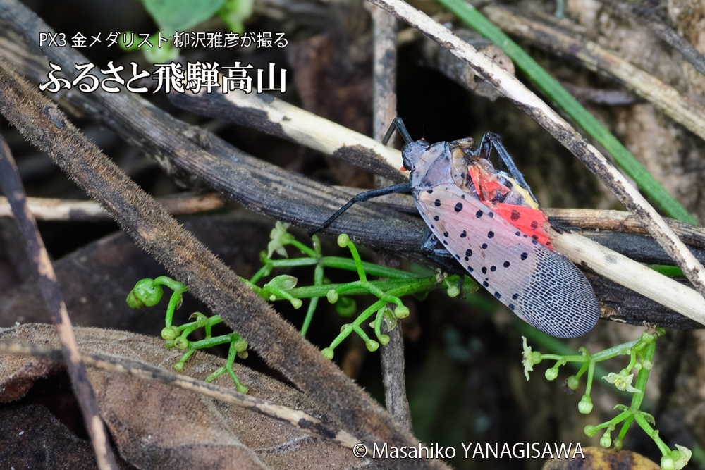 飛騨高山に棲む片翼のシタベニハゴロモの写真です。