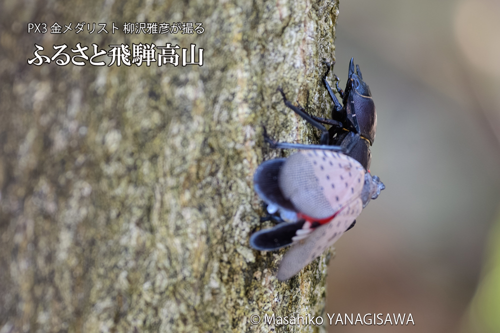 飛騨高山に棲むシタベニハゴロモとクワガタの写真です。