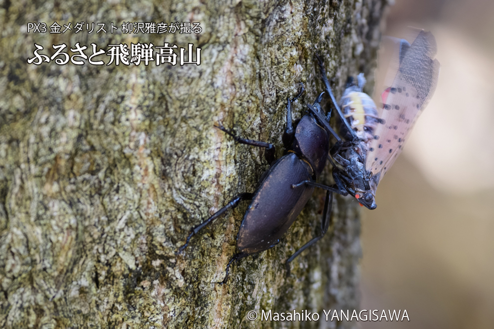 飛騨高山に棲むシタベニハゴロモとクワガタの写真です。