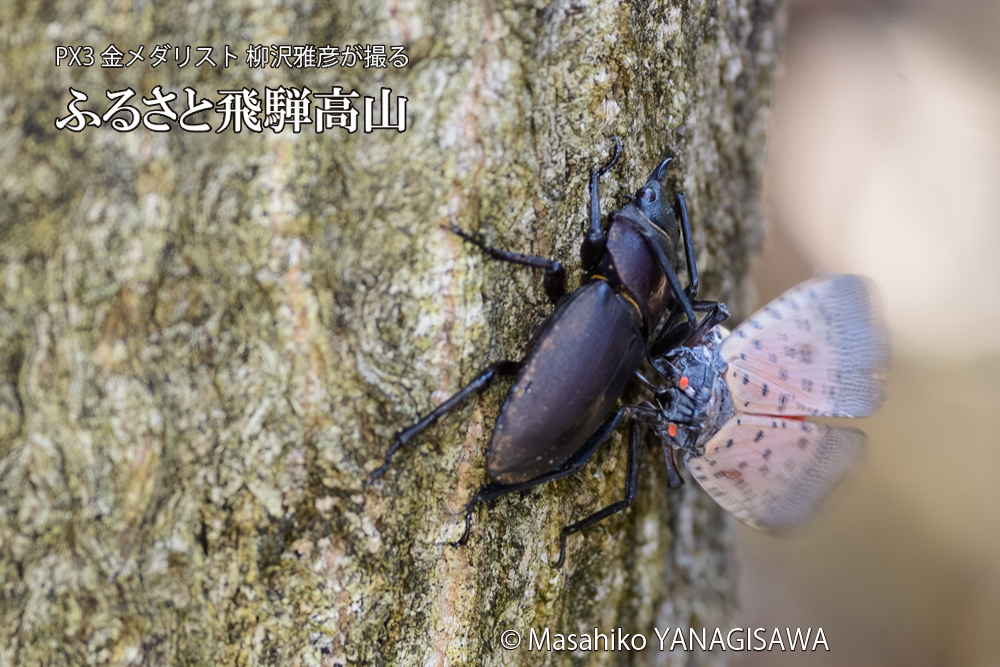飛騨高山に棲むシタベニハゴロモとクワガタの写真です。