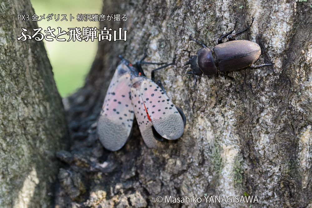 飛騨高山に棲むシタベニハゴロモとクワガタの写真です。