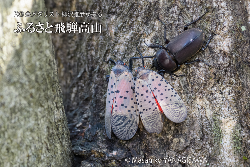 飛騨高山に棲むシタベニハゴロモとクワガタの写真です。