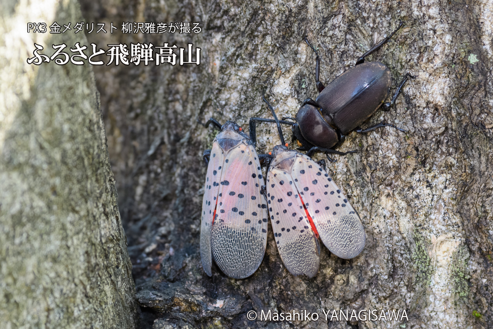 飛騨高山に棲むシタベニハゴロモとクワガタの写真です。