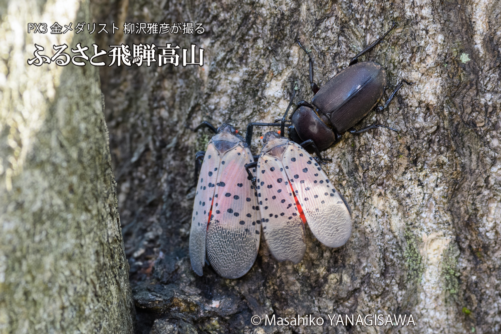 飛騨高山に棲むシタベニハゴロモとクワガタの写真です。