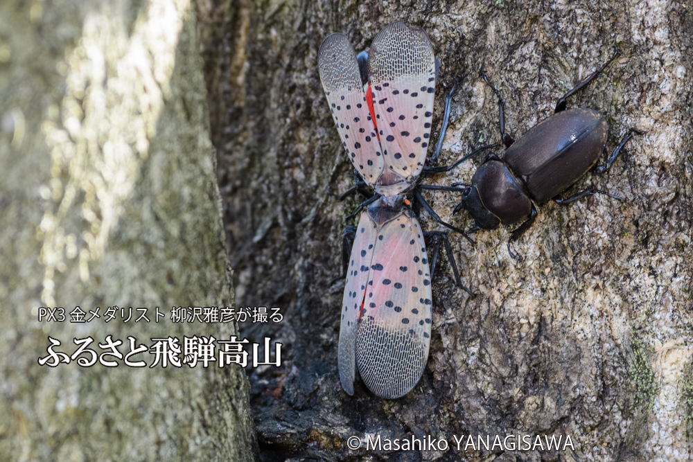 飛騨高山に棲むシタベニハゴロモとクワガタの写真です。