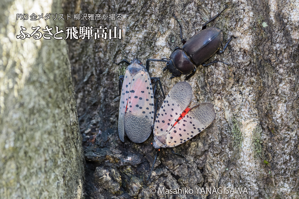 飛騨高山に棲むシタベニハゴロモとクワガタの写真です。