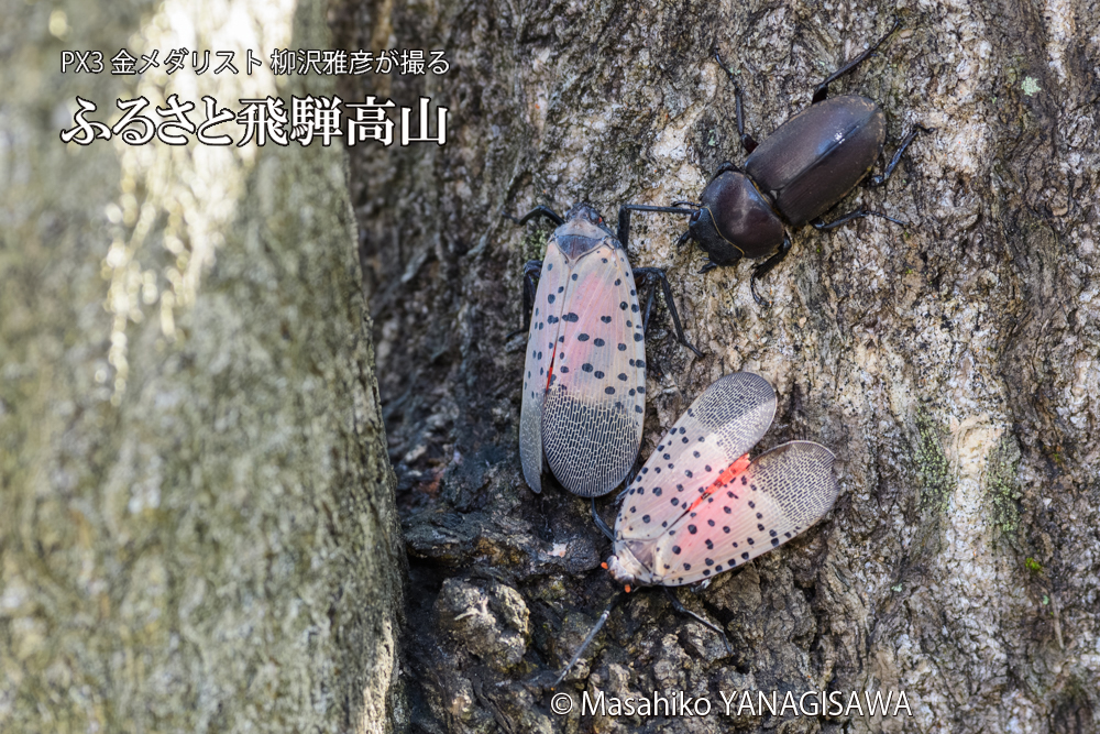 飛騨高山に棲むシタベニハゴロモとクワガタの写真です。