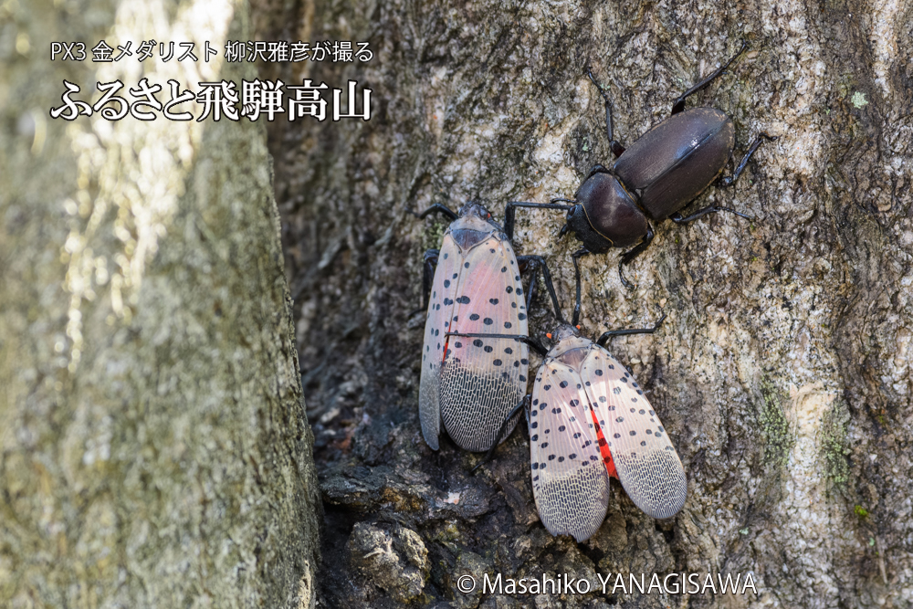 飛騨高山に棲むシタベニハゴロモとクワガタの写真です。