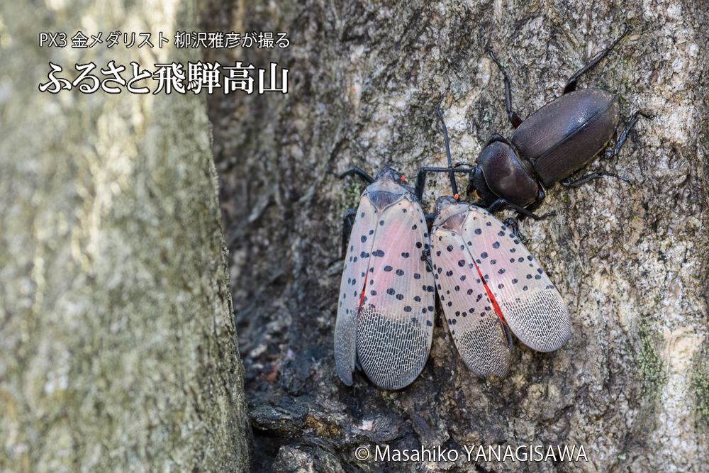 飛騨高山に棲むシタベニハゴロモとクワガタの写真です。