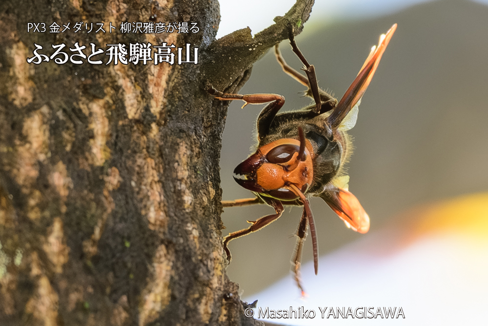 飛騨高山に棲むスズメバチの写真です。