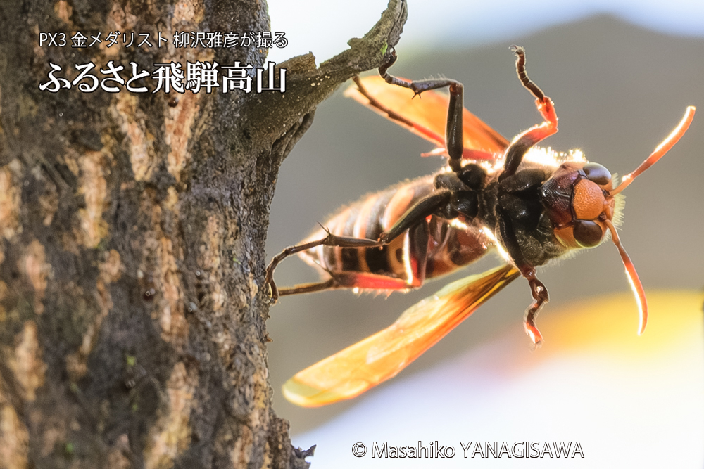 飛騨高山に棲むスズメバチの写真です。