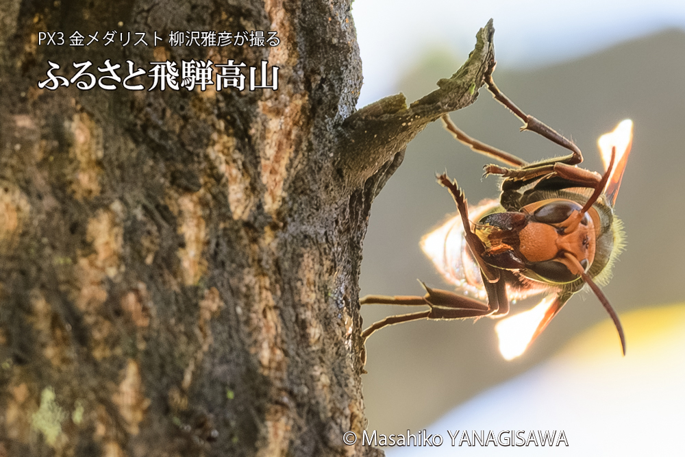 飛騨高山に棲むスズメバチの写真です。