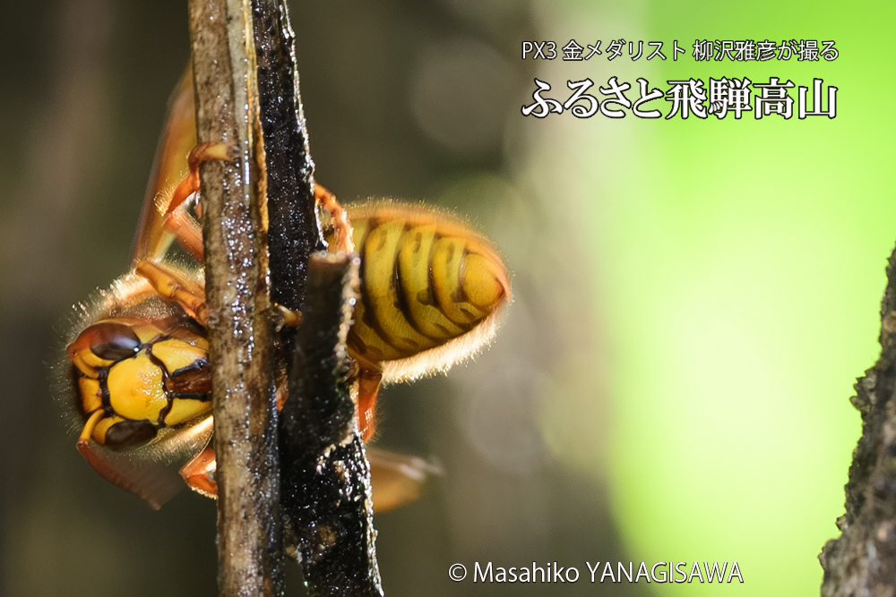 飛騨高山に棲むスズメバチの写真です。