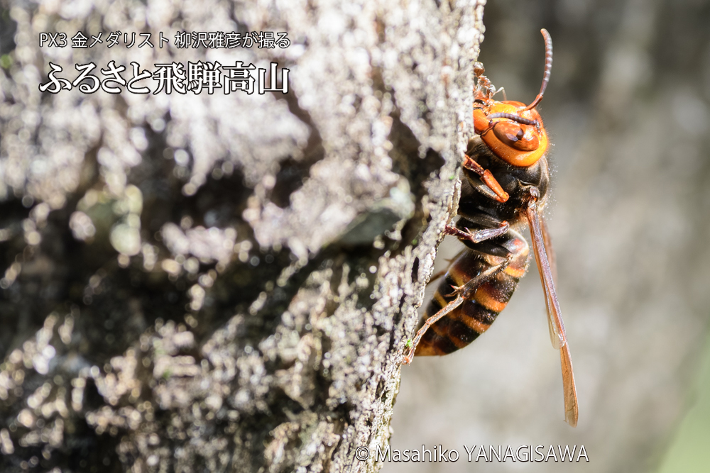 飛騨高山に棲むスズメバチの写真です。