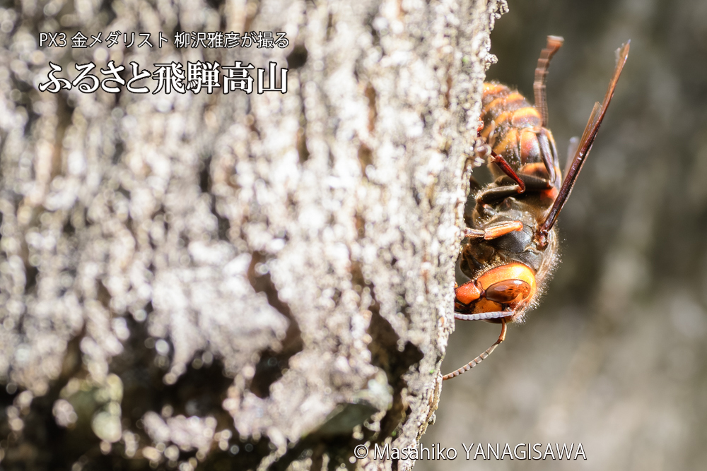 飛騨高山に棲むスズメバチの写真です。
