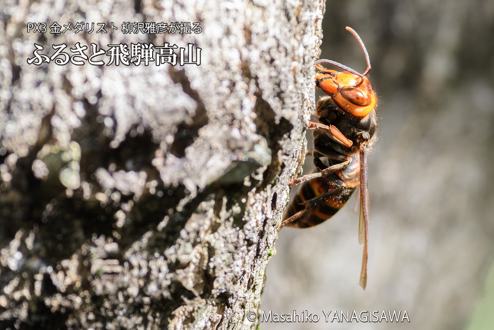 飛騨高山に棲むスズメバチの写真です。
