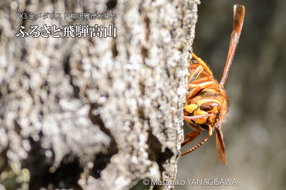 飛騨高山に棲むスズメバチの写真です。