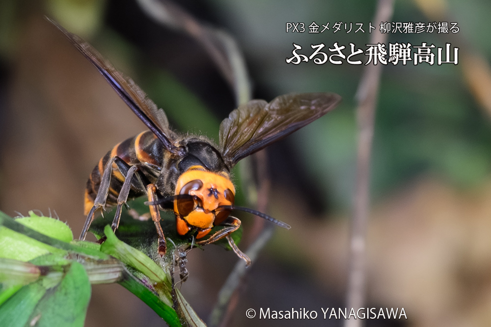 飛騨高山に棲むスズメバチの写真です。