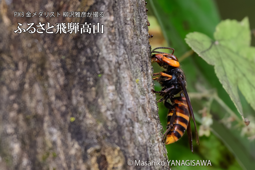 飛騨高山に棲むスズメバチの写真です。