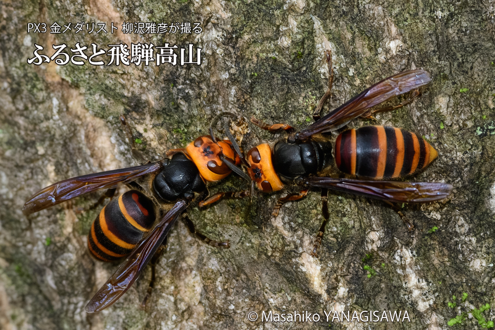 飛騨高山に棲むスズメバチの写真です。