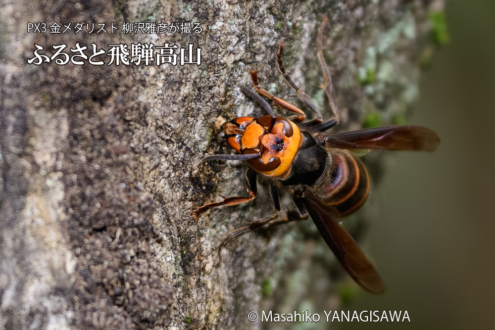 飛騨高山に棲むスズメバチの写真です。