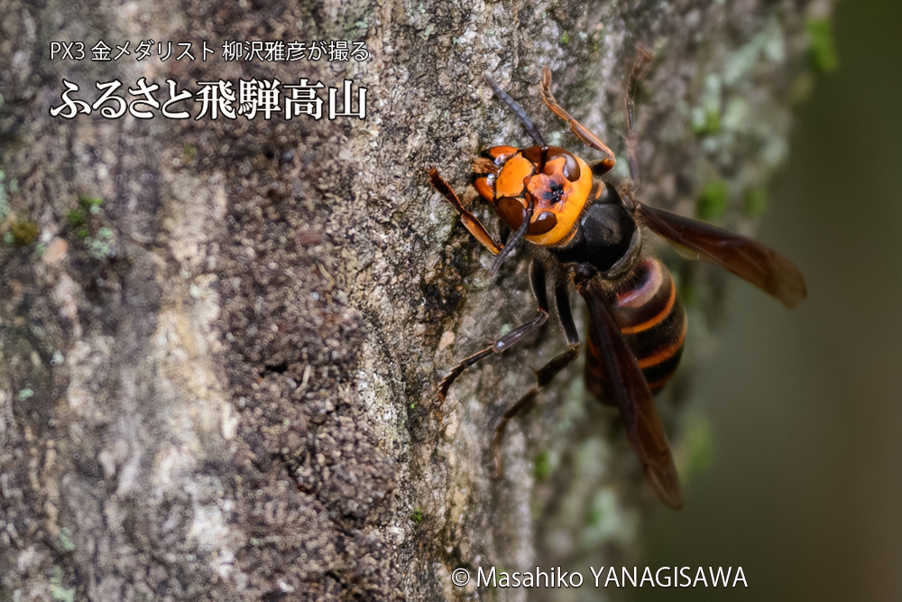 飛騨高山に棲むスズメバチの写真です。