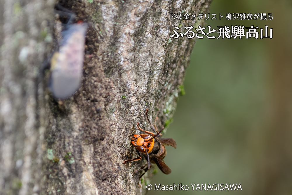 飛騨高山に棲むスズメバチの写真です。