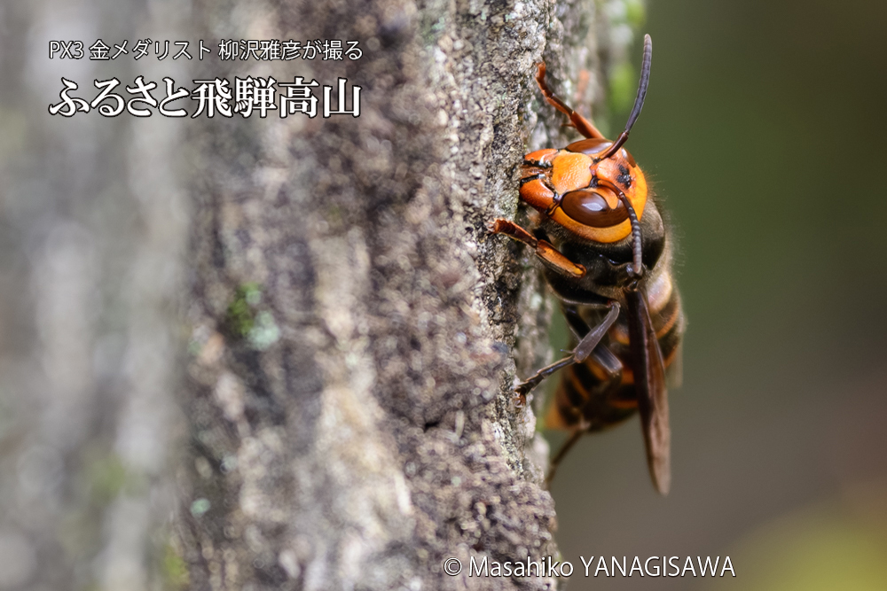 飛騨高山に棲むスズメバチの写真です。
